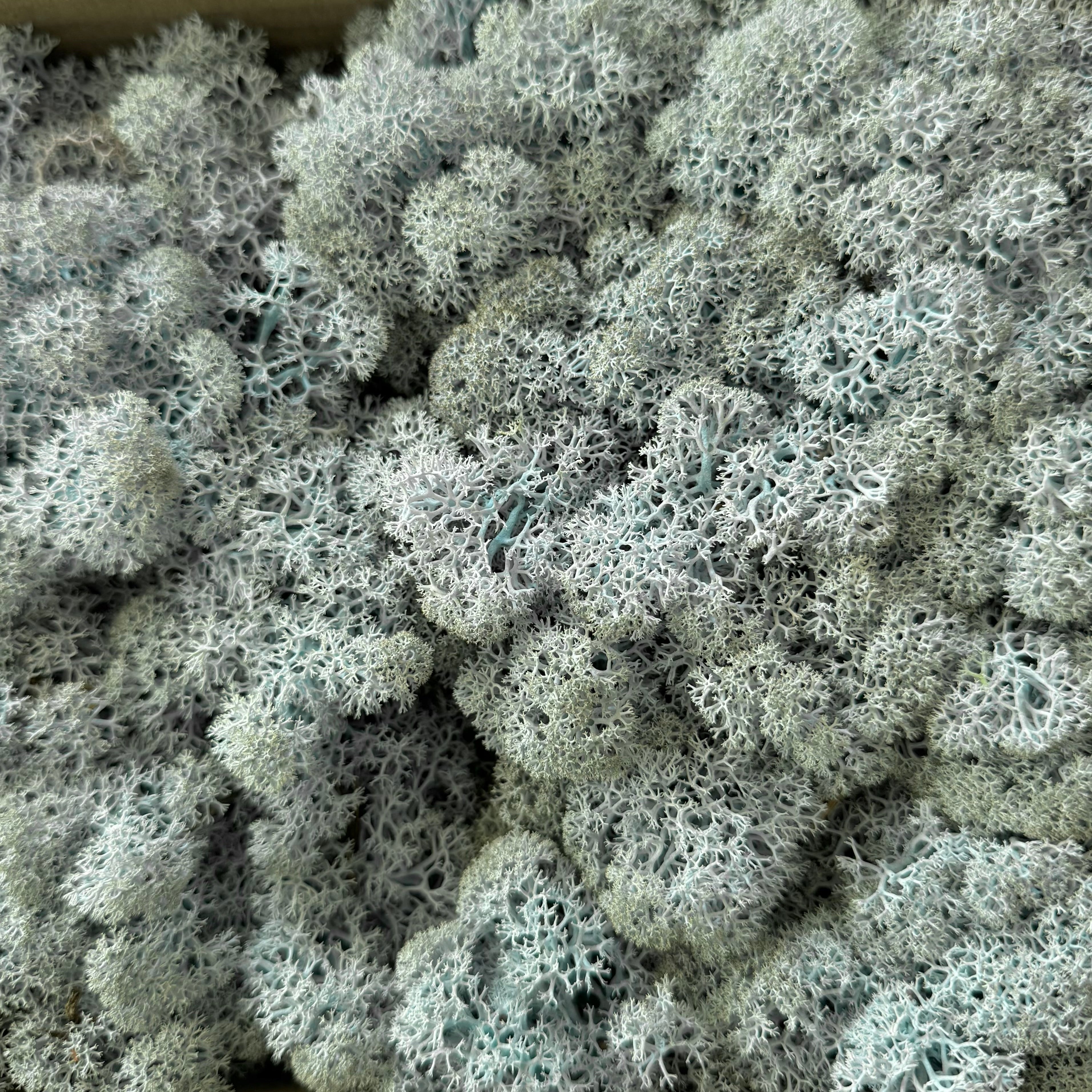 Islandmoos konserviert - hellblau