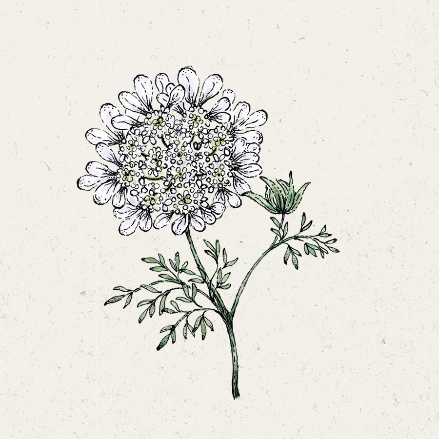 Blumensamen Strahldolde White Lace