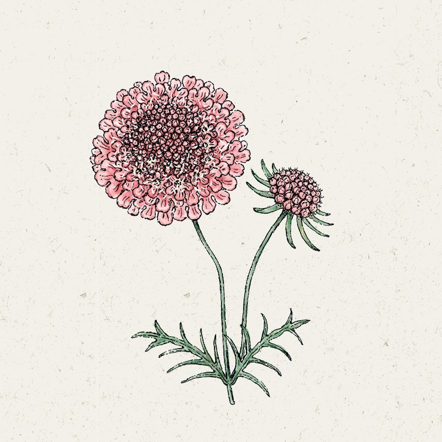 Blumensamen Skabiose Salmon Queen