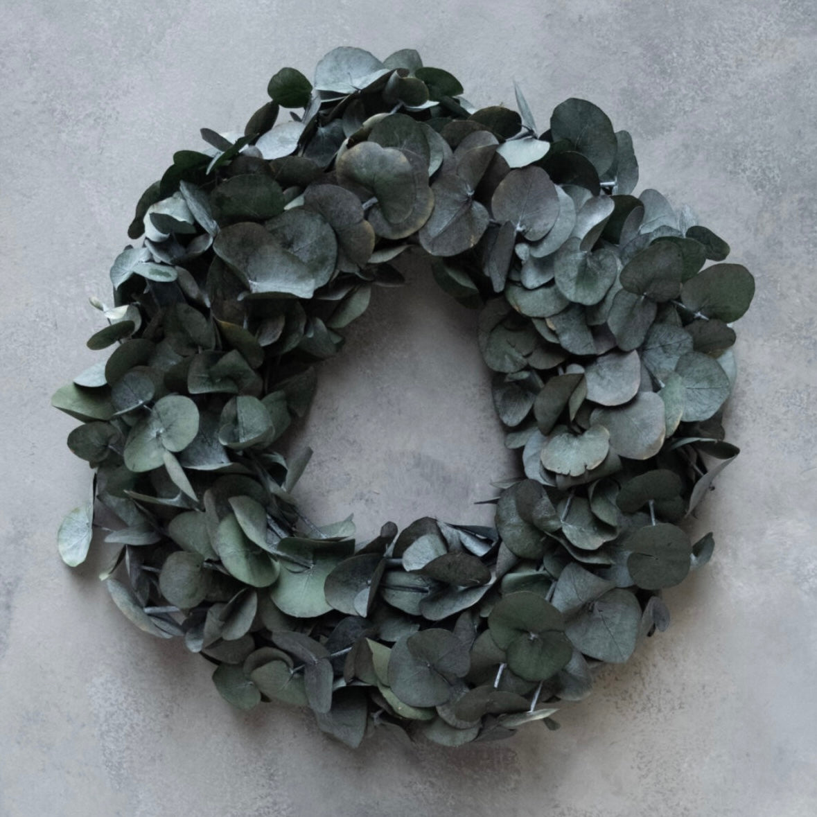 Kranz Eucalyptus - konserviert