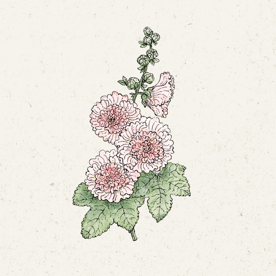 Blumensamen Stockrose Queeny Salmon