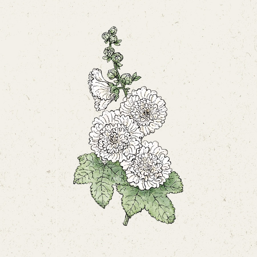 Blumensamen Stockrose Queeny White
