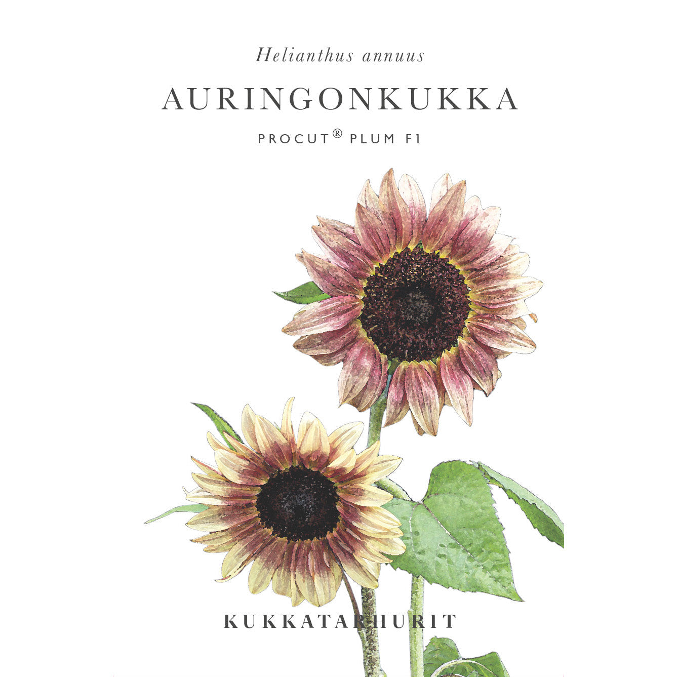 Blumensamen Sonnenblumen Procut® Pflaume