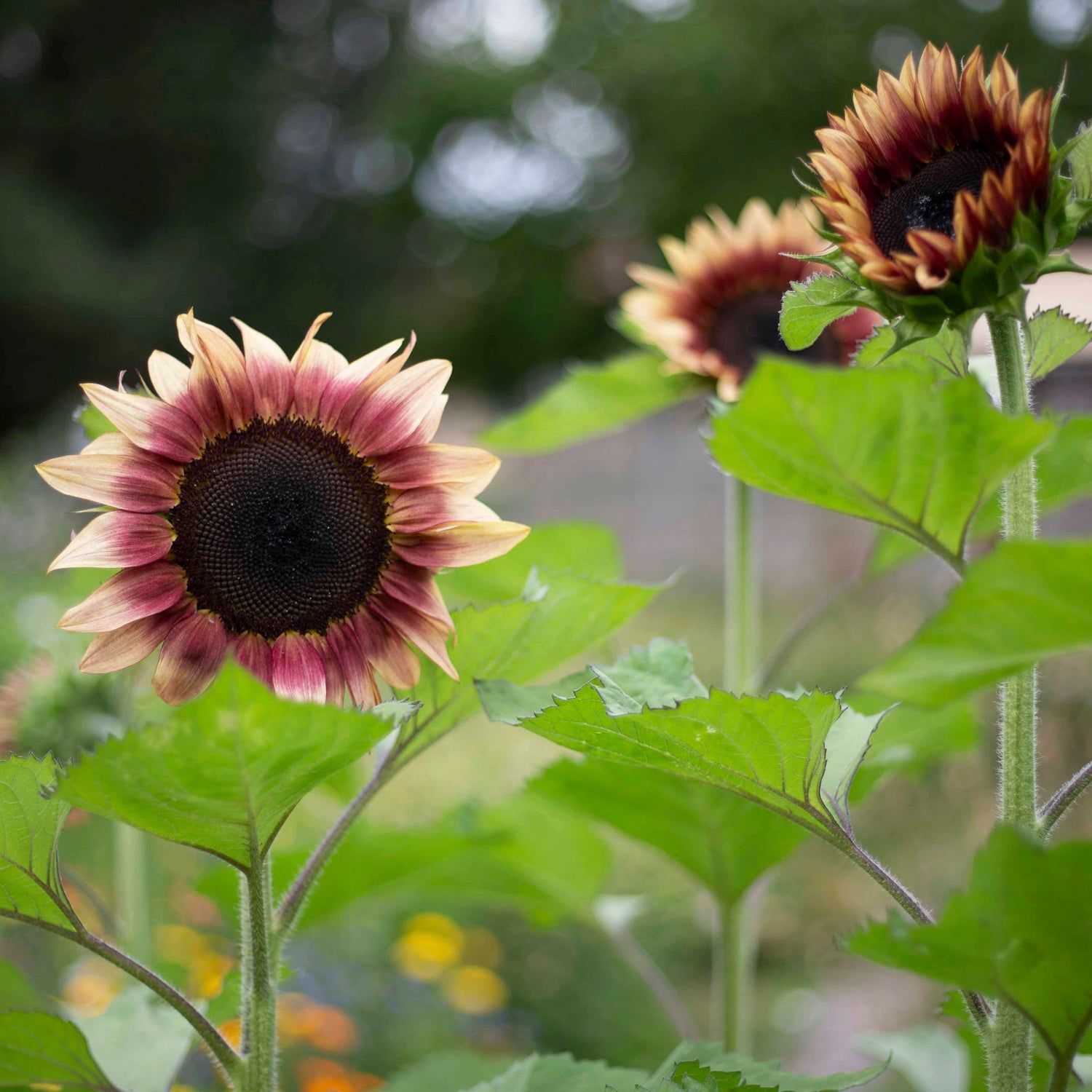 Blumensamen Sonnenblumen Procut® Pflaume