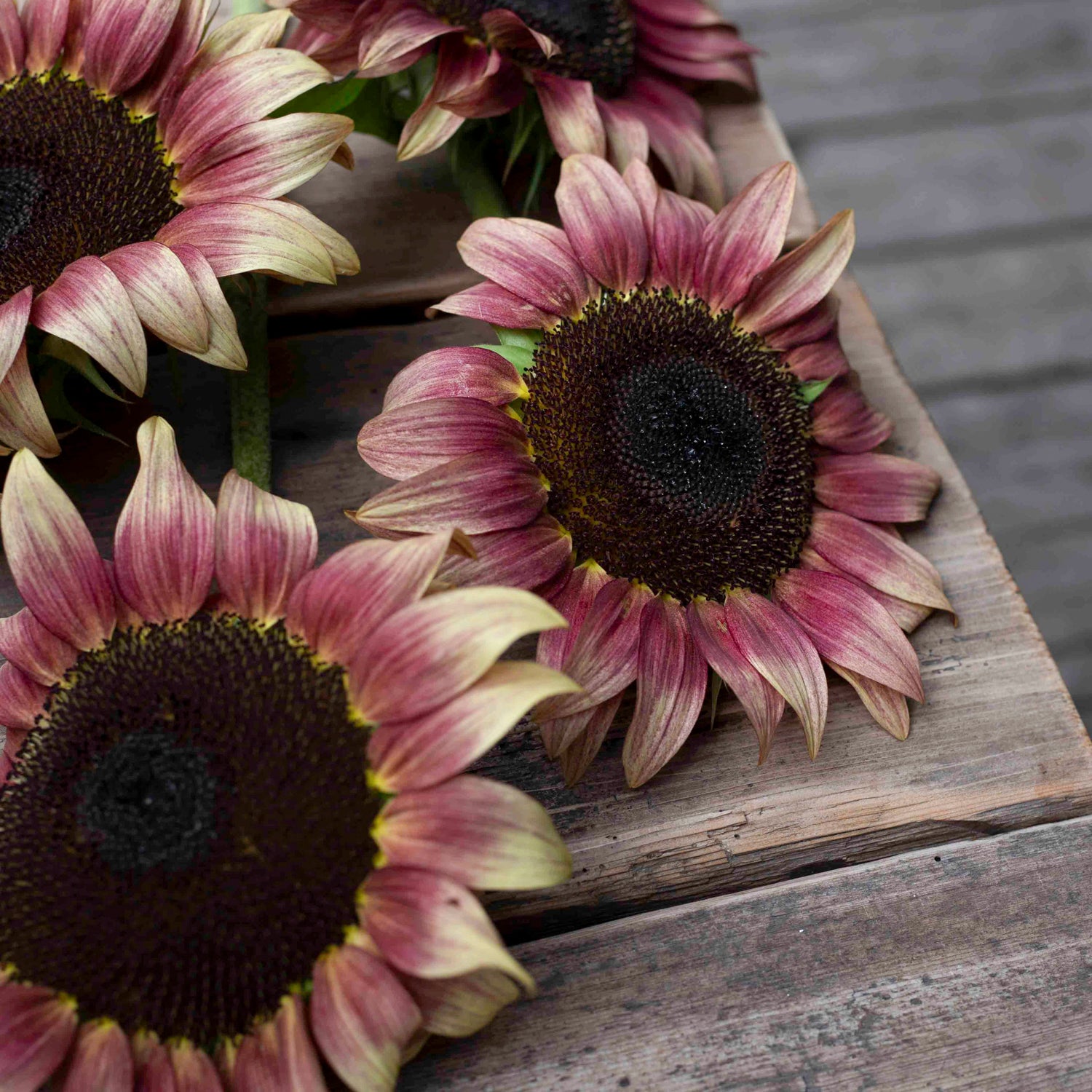 Blumensamen Sonnenblumen Procut® Pflaume