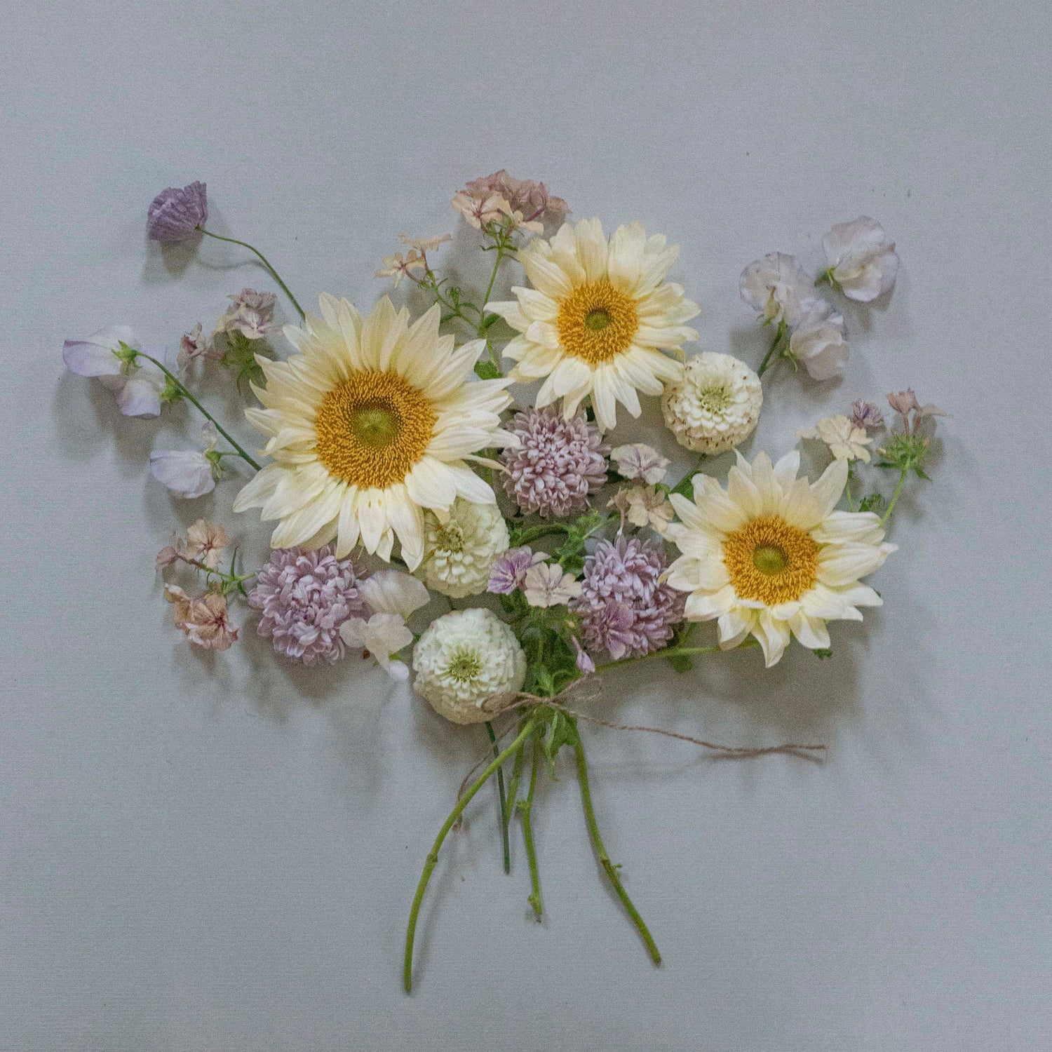 Blumensamen Sonnenblumen Procut® White Lite