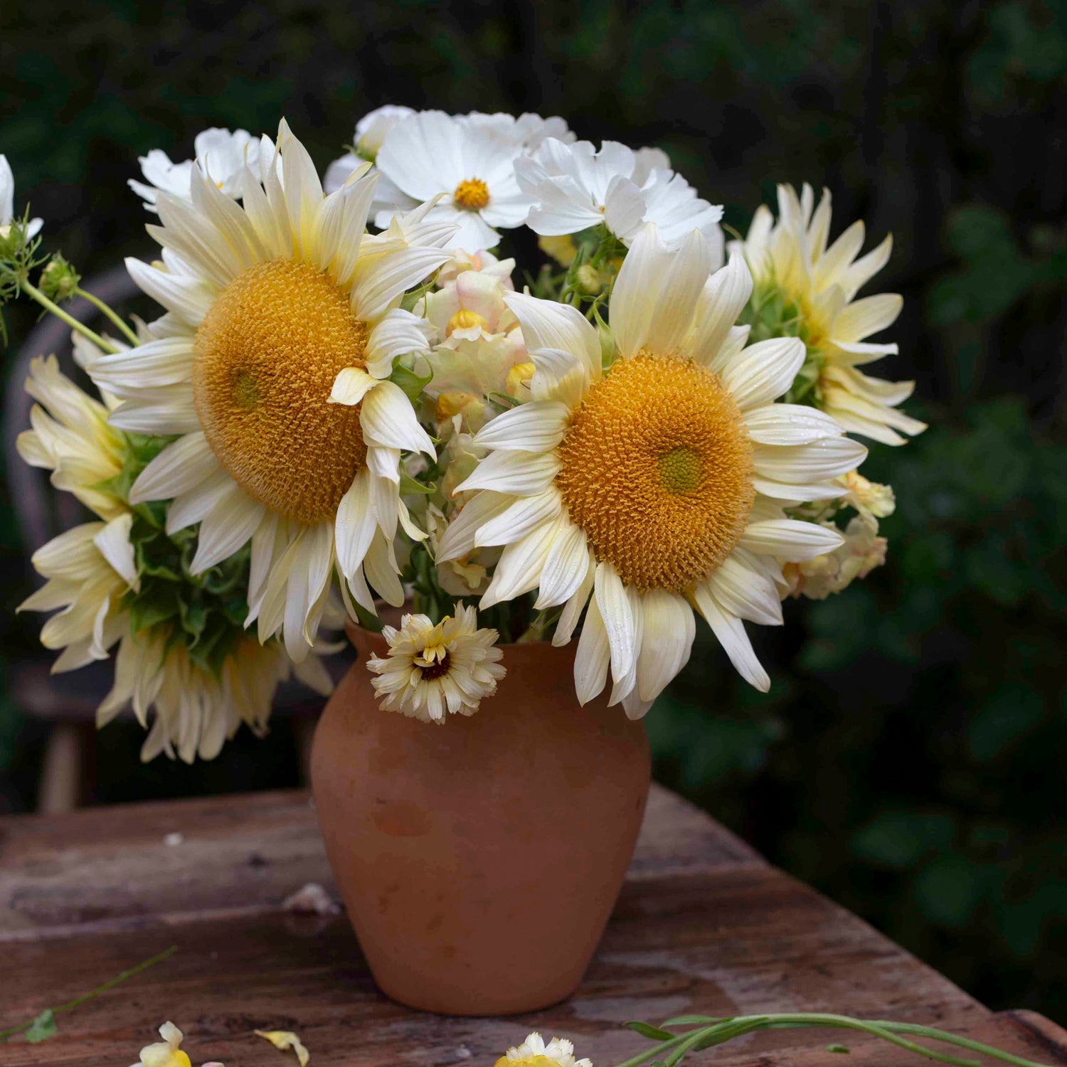 Blumensamen Sonnenblumen Procut® White Lite