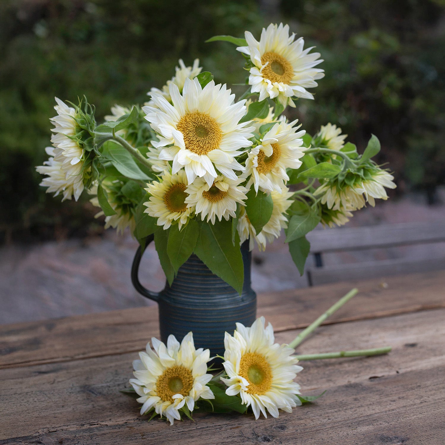 Blumensamen Sonnenblumen Procut® White Lite