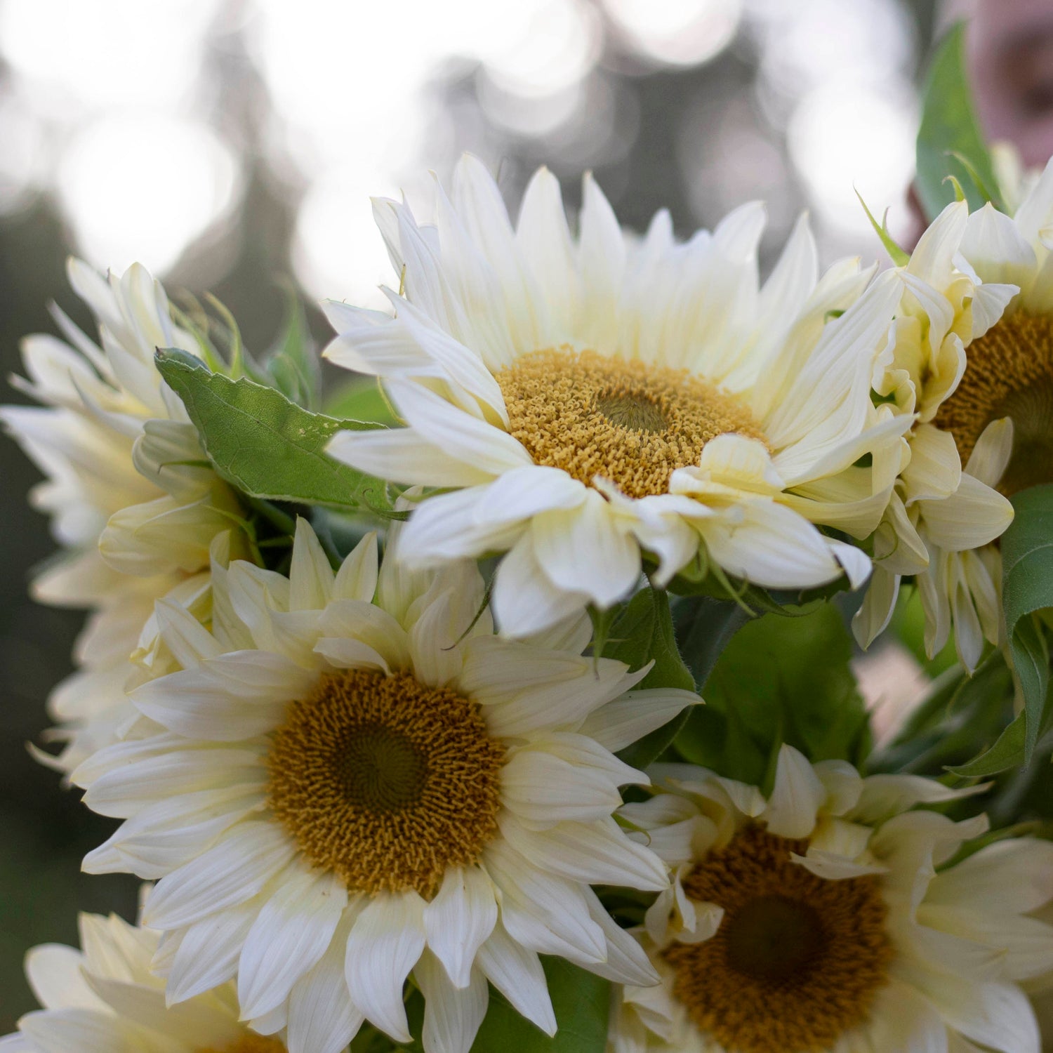 Blumensamen Sonnenblumen Procut® White Lite