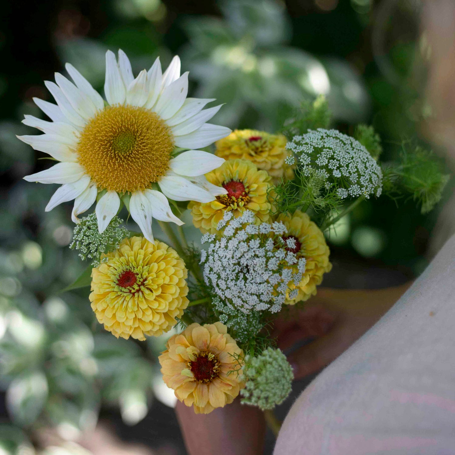 Blumensamen Sonnenblumen Procut® White Lite
