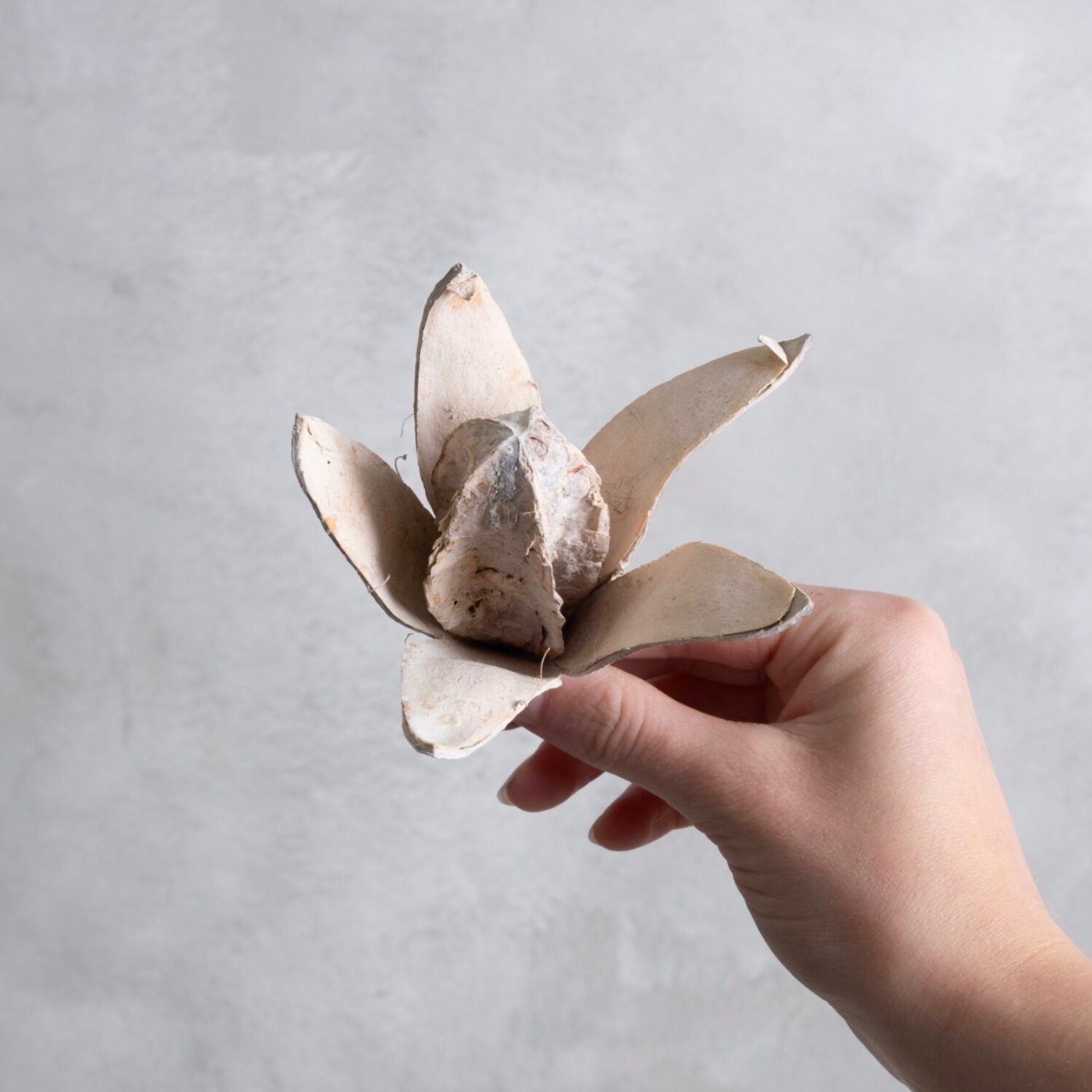 Wild Lily Blüten - sandstone