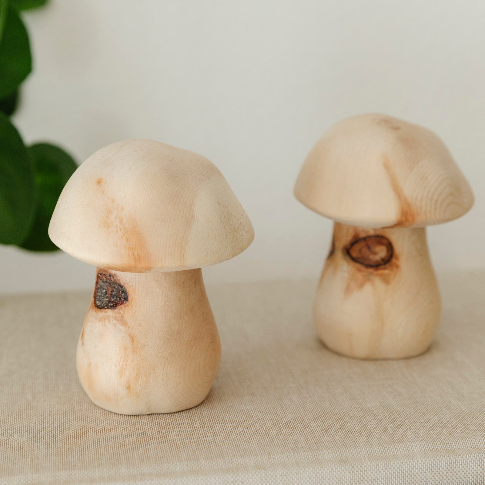 Steinpilz hoch - Zirbenholz