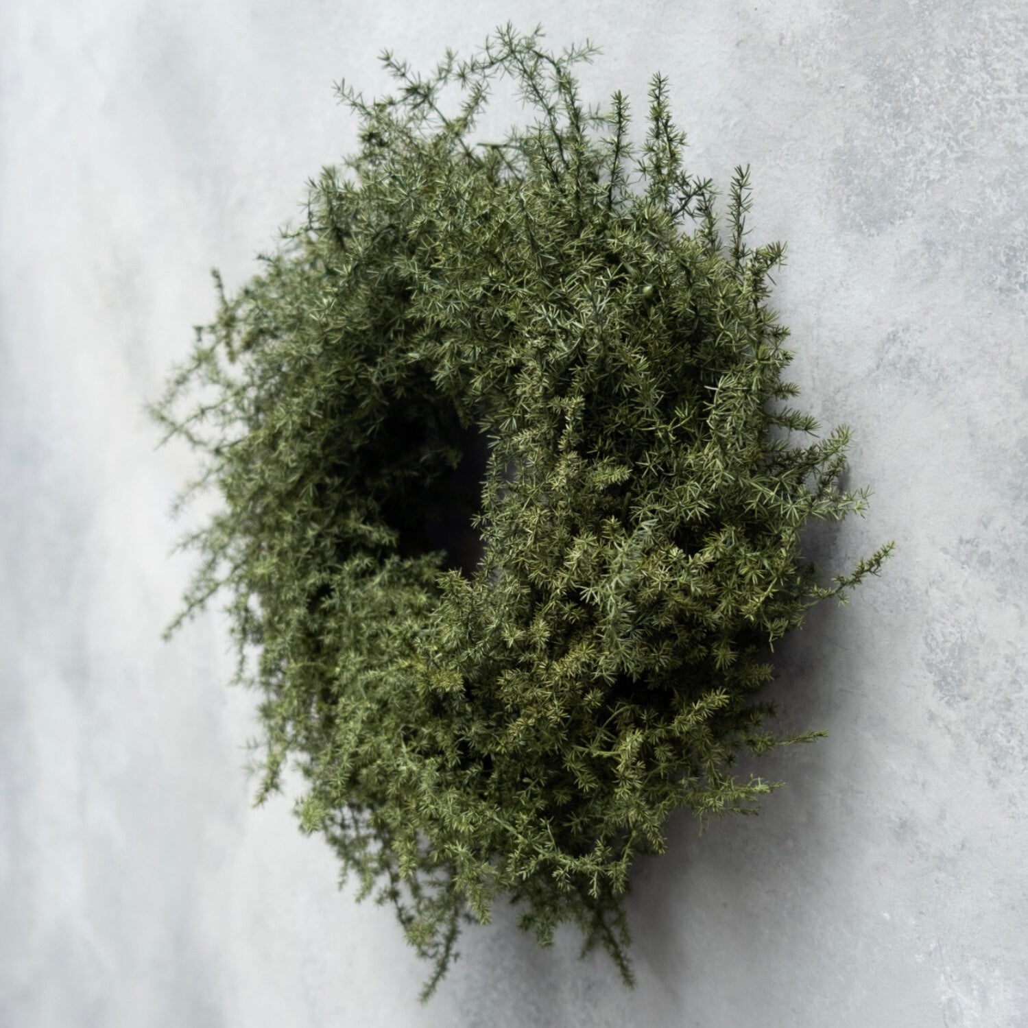 Kranz Asparagus - olive