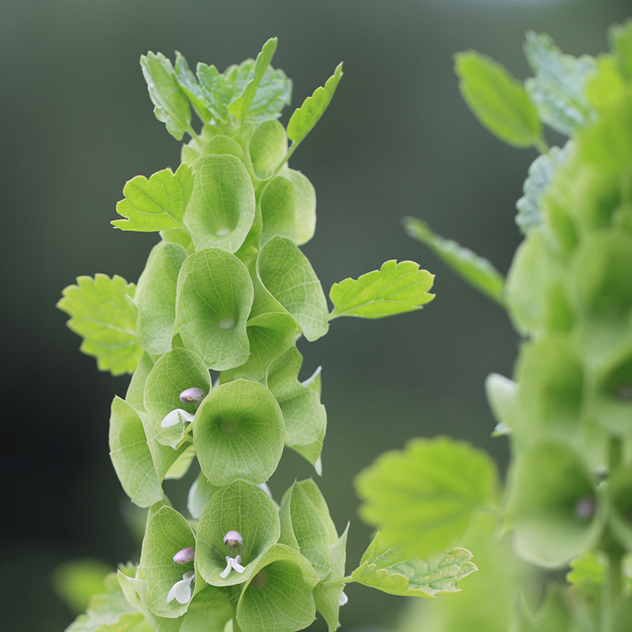 Blumensamen Muschelblume