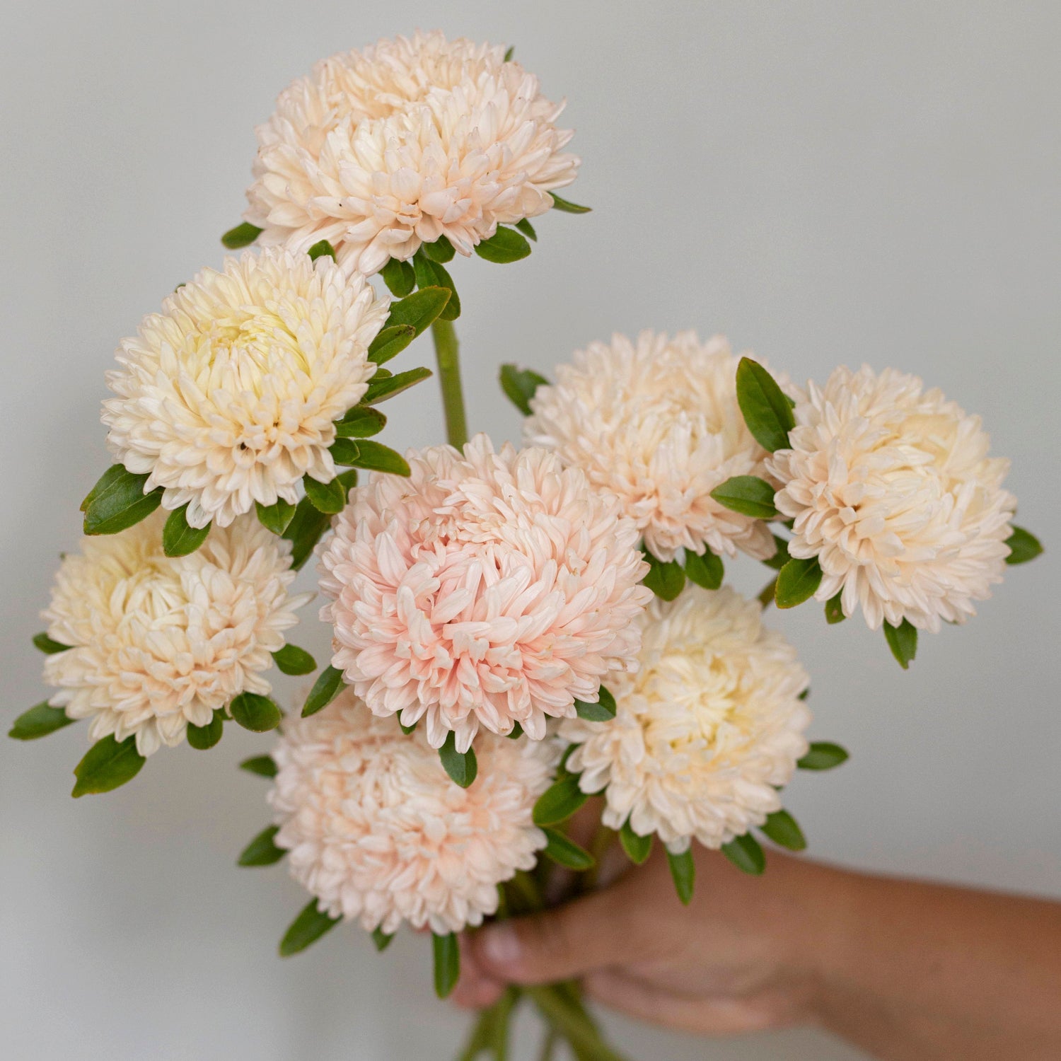 Blumensamen Sommeraster Chrisantella Lotos