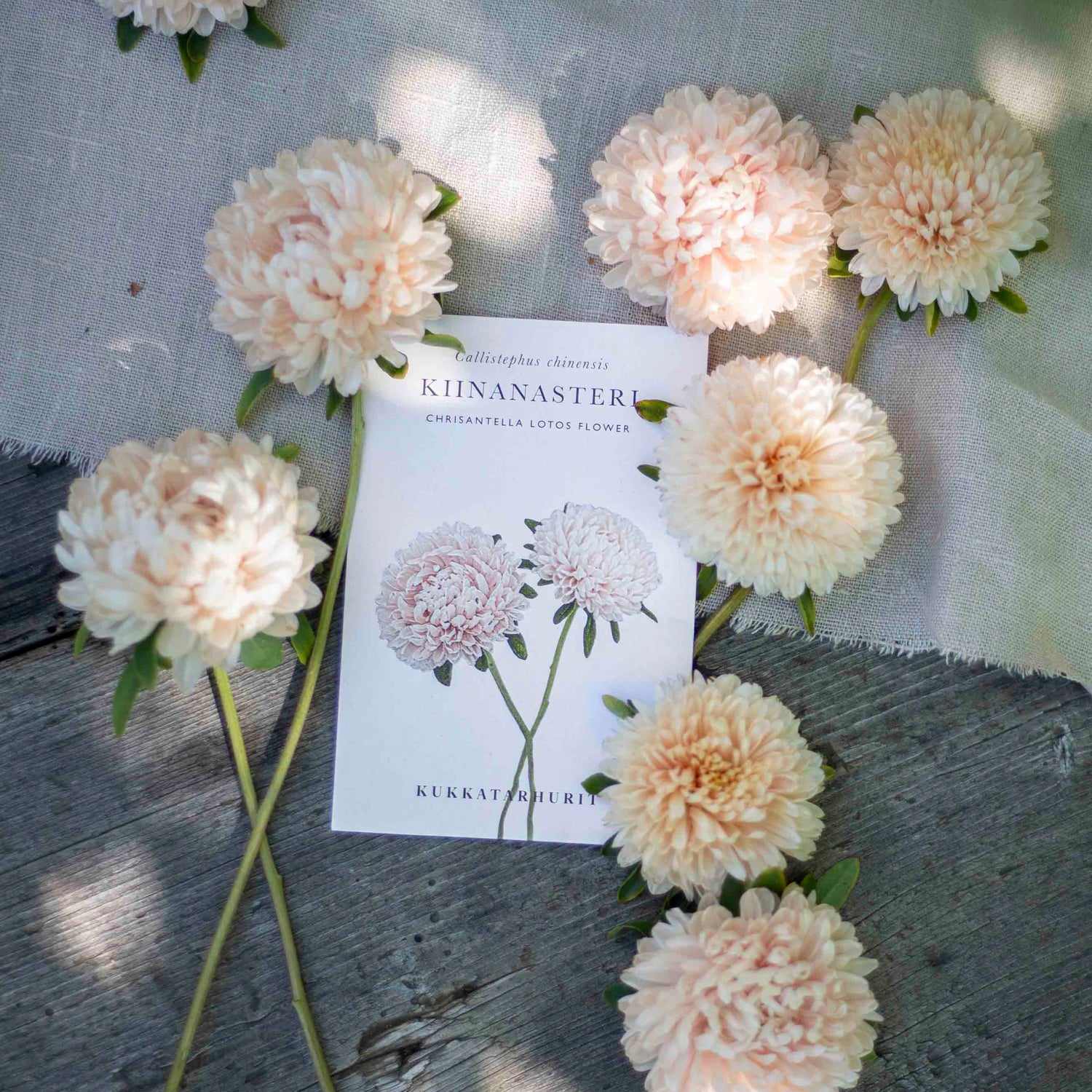 Blumensamen Sommeraster Chrisantella Lotos