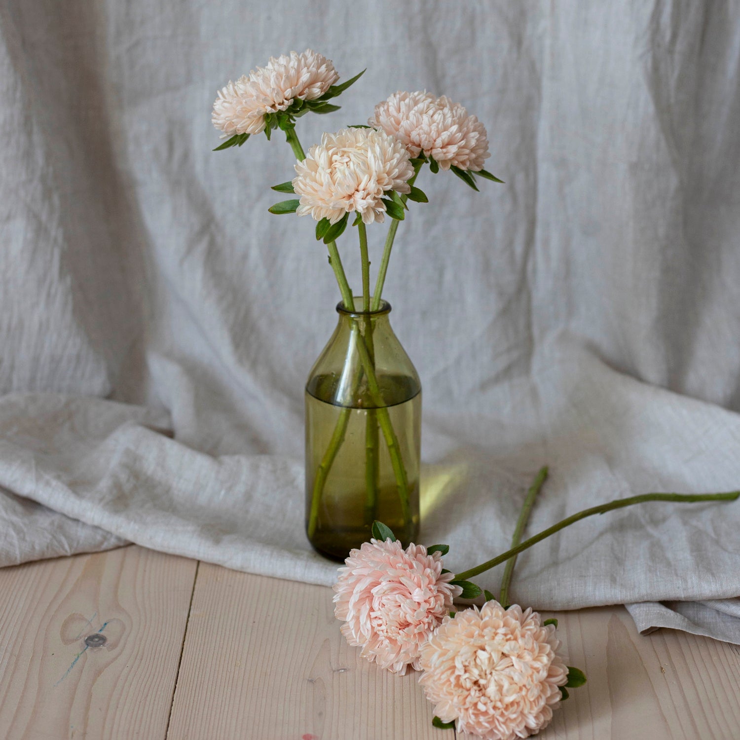 Blumensamen Sommeraster Chrisantella Lotos