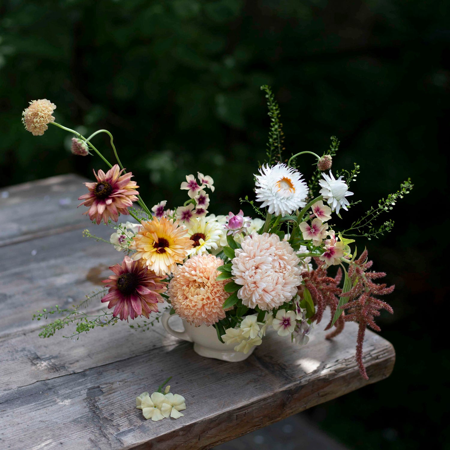 Blumensamen Sommeraster Chrisantella Lotos