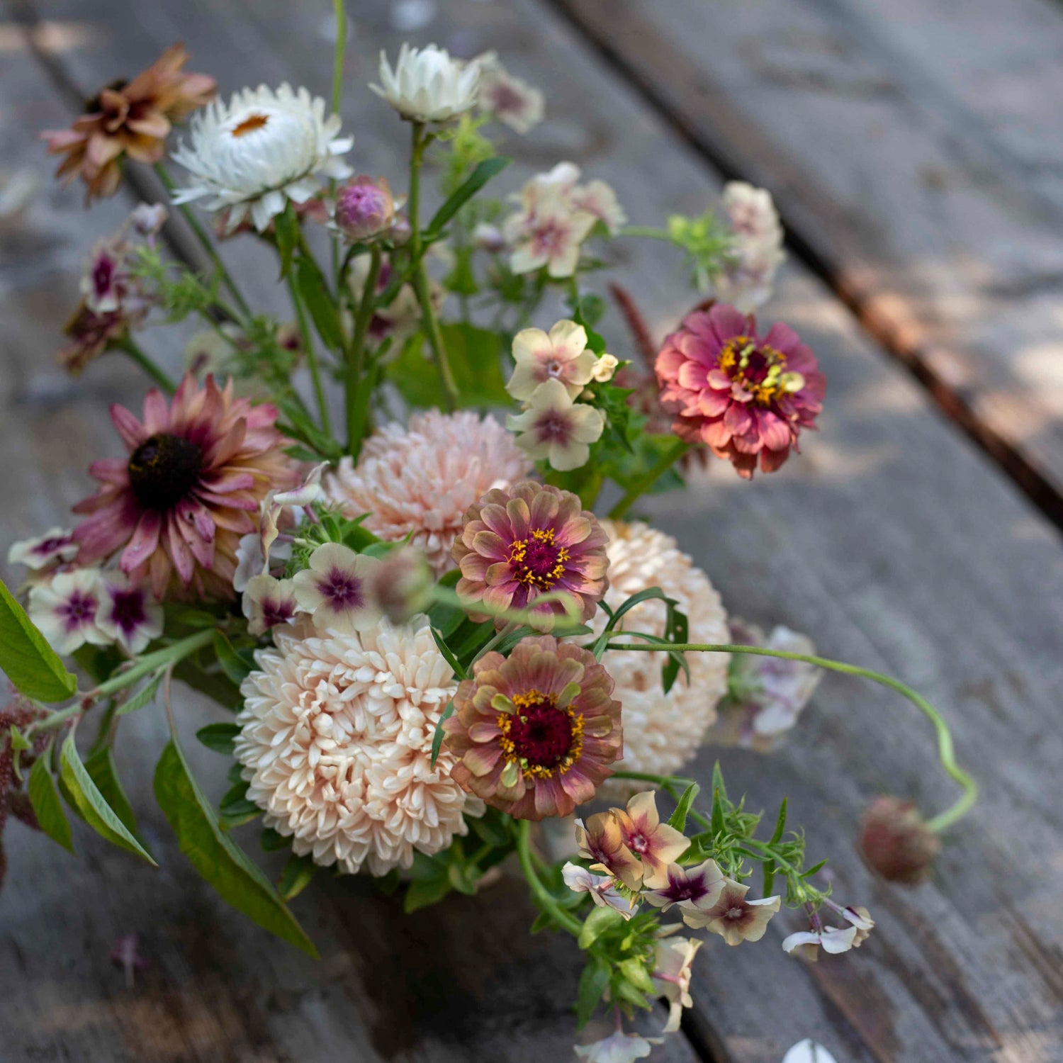 Blumensamen Sommeraster Chrisantella Lotos