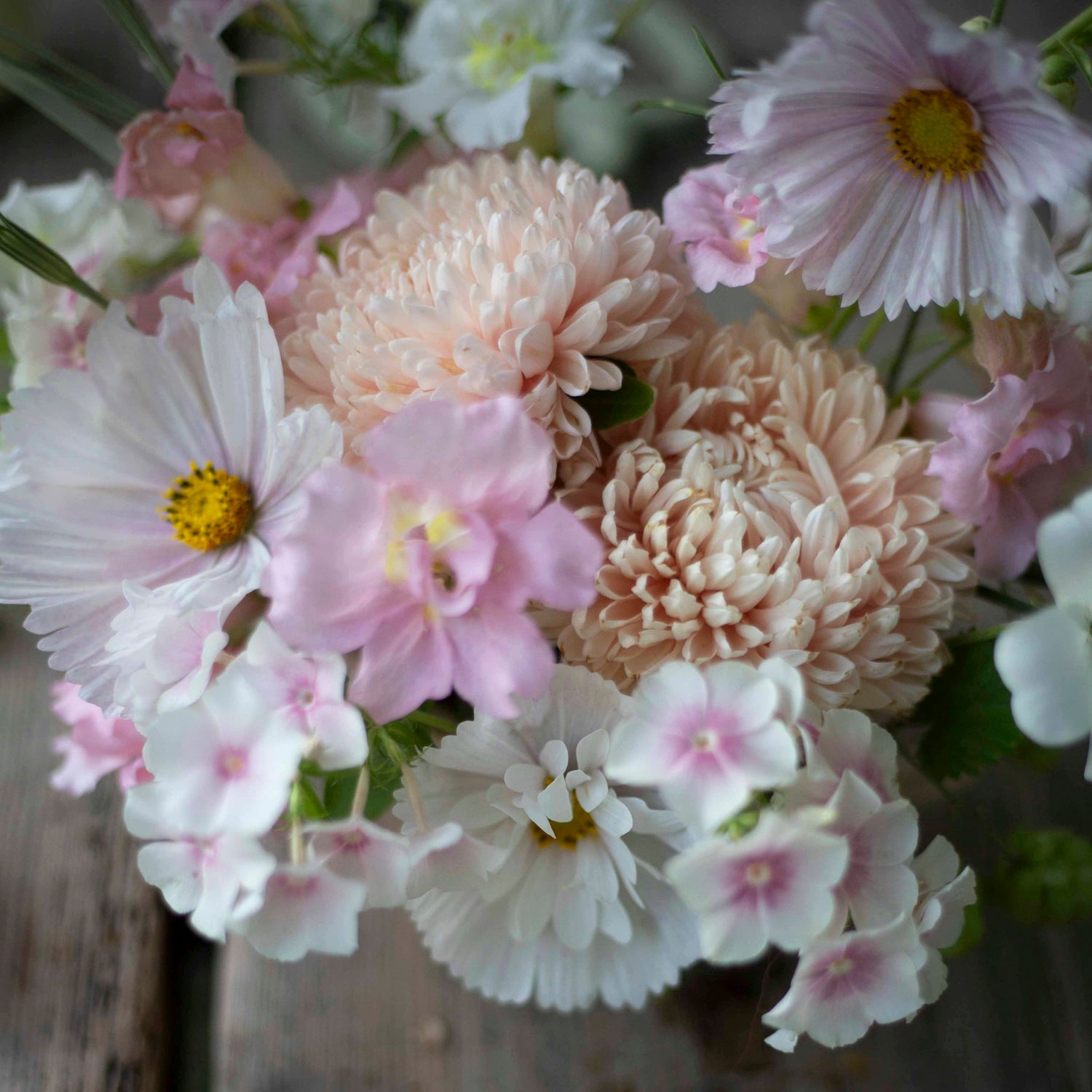 Blumensamen Sommeraster Chrisantella Lotos