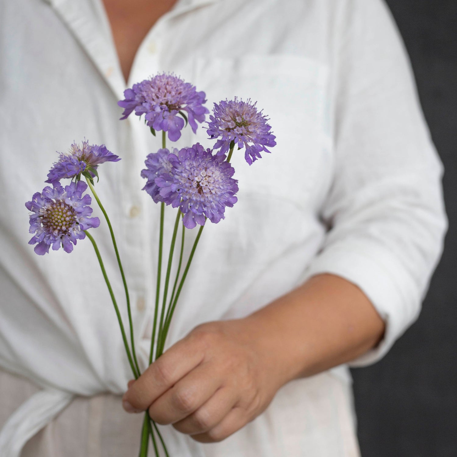 Blumensamen Scabiosa Oxford Blue