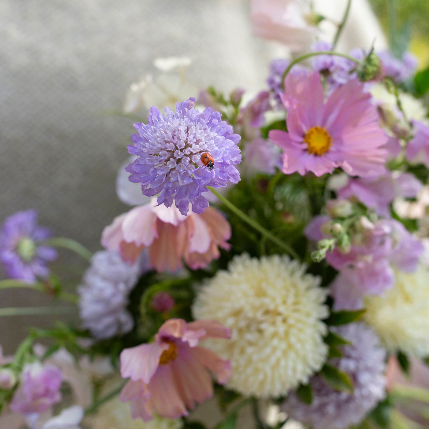 Blumensamen Scabiosa Oxford Blue
