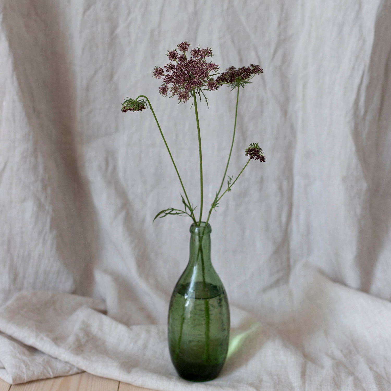Blumensamen Zierkarotte Purple Kisses