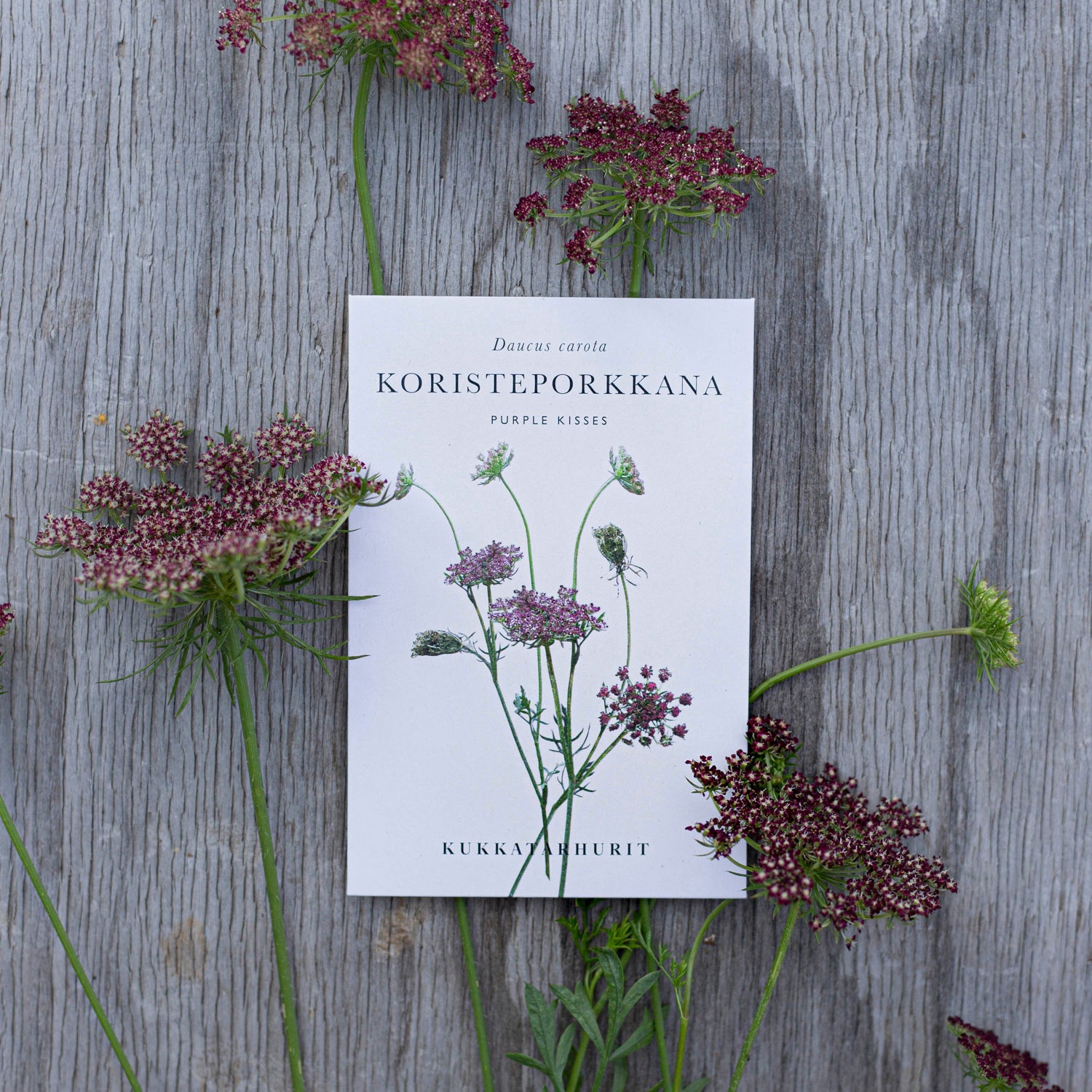 Blumensamen Zierkarotte Purple Kisses