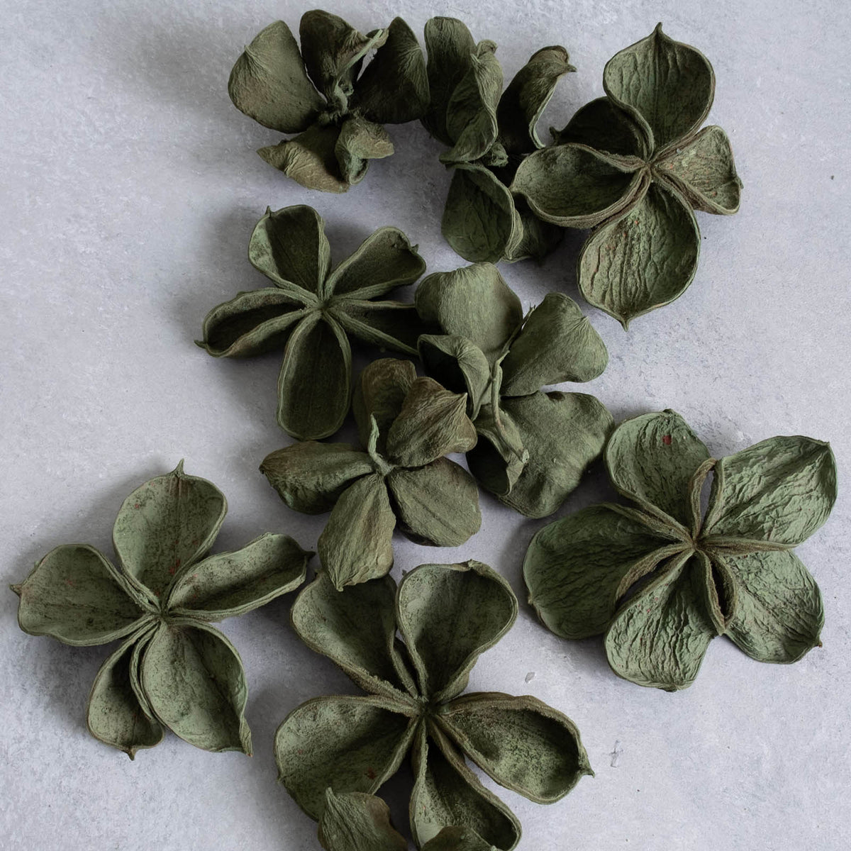 Landlotus Blüten - laurel green