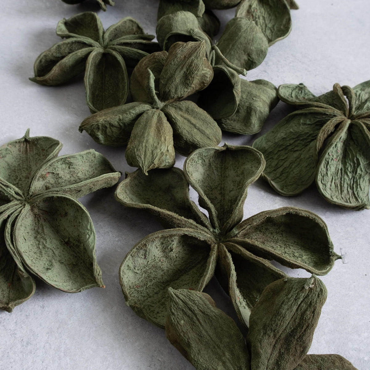 Landlotus Blüten - laurel green