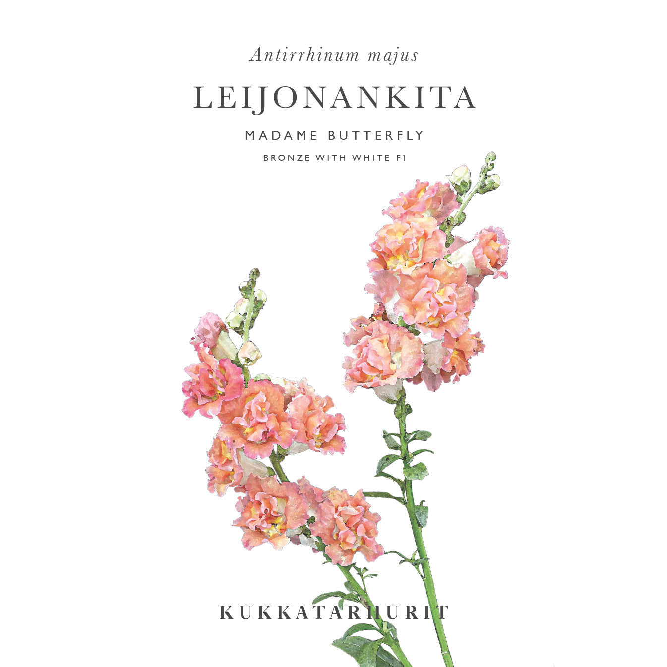 Blumensamen Löwenmäulchen Madame Butterfly Bronze mit Weiß