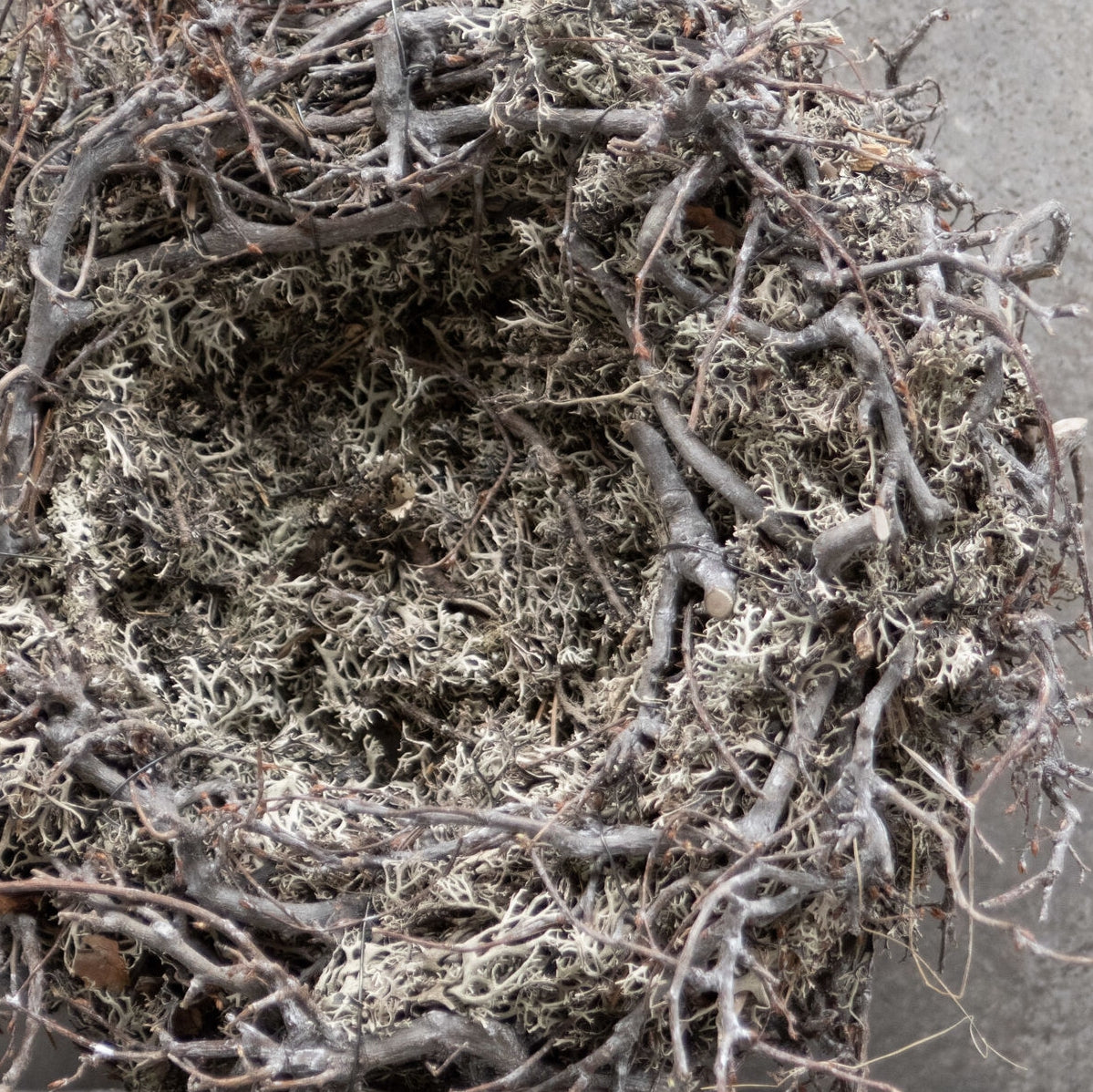 Moos Nest mit Bonsai - white wash