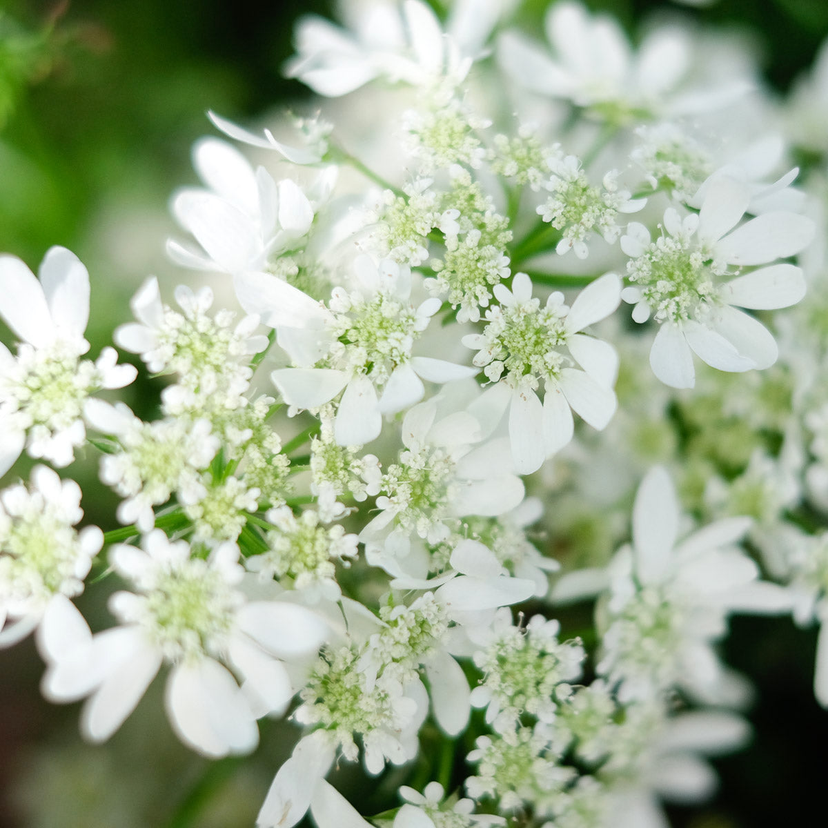 Blumensamen Strahldolde White Lace