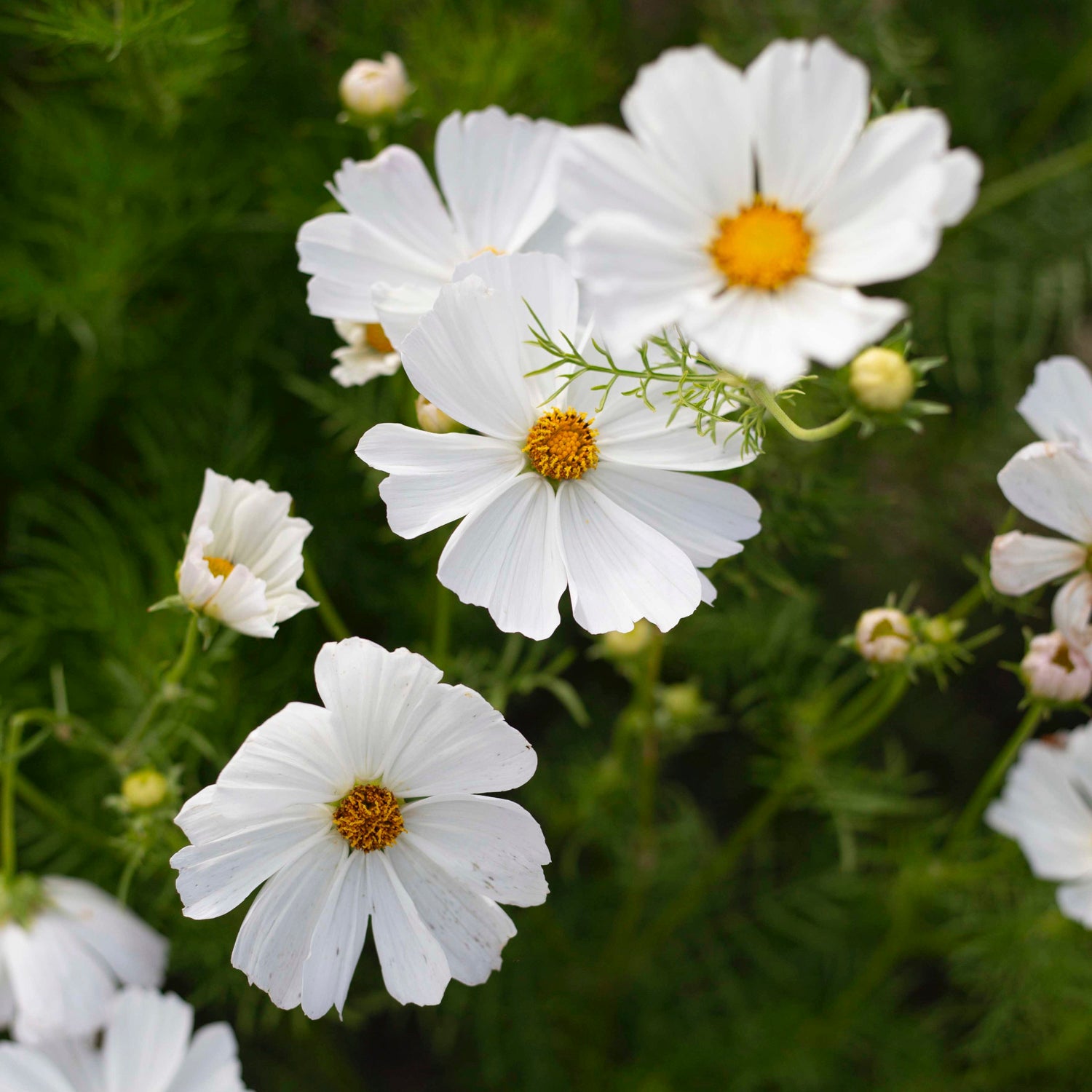 Blumensamen Schmuckkörbchen Afternoon White