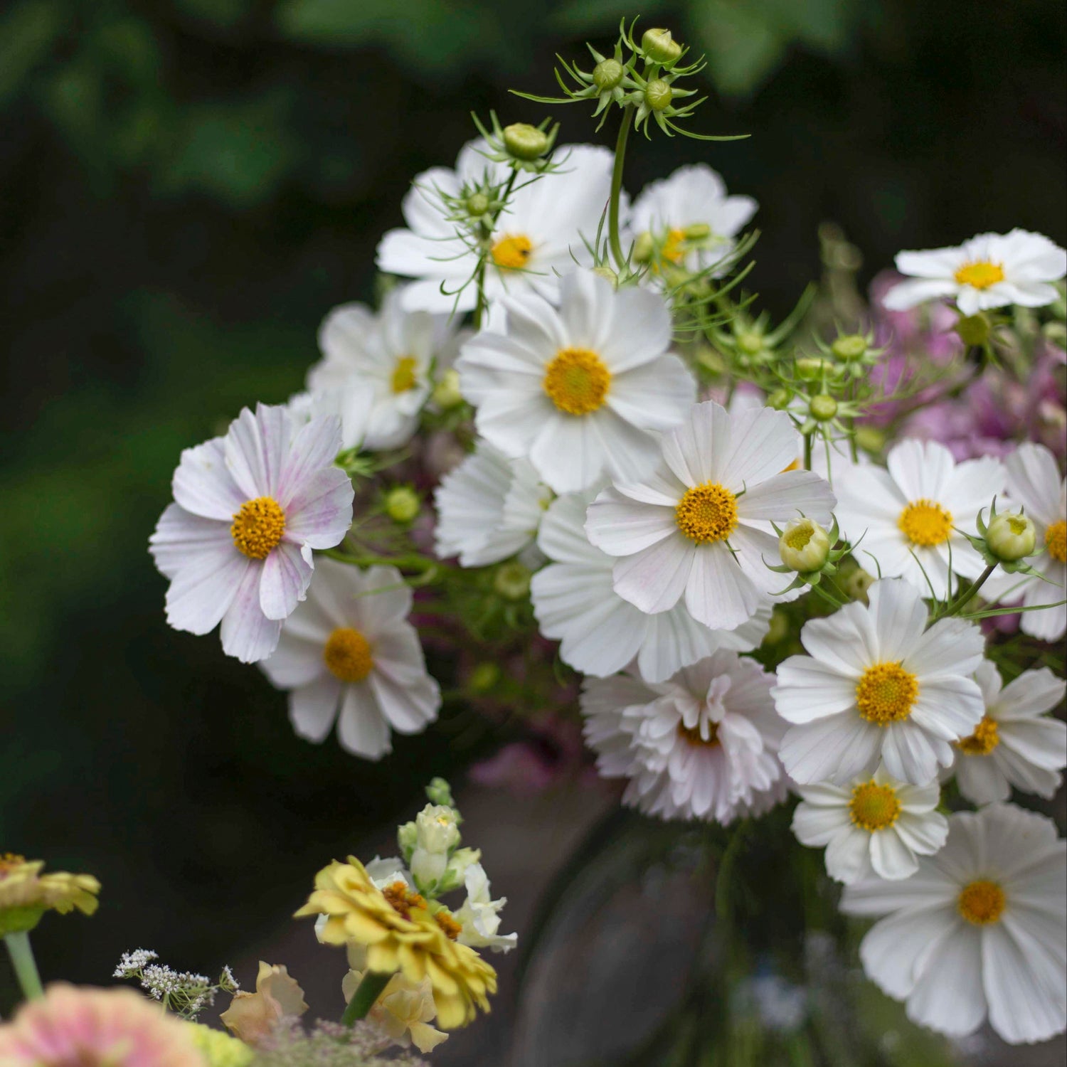 Blumensamen Schmuckkörbchen Afternoon White