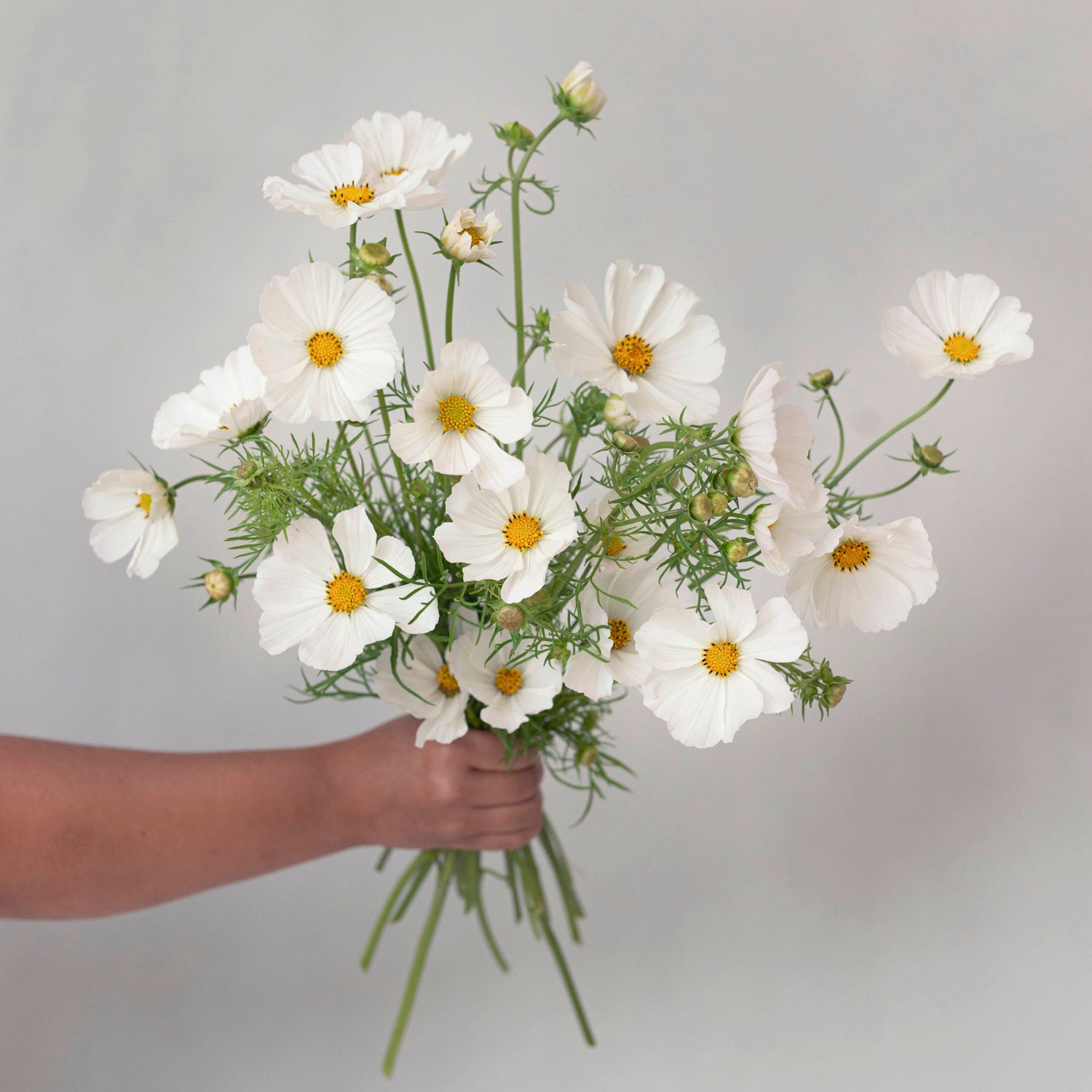 Blumensamen Schmuckkörbchen Afternoon White