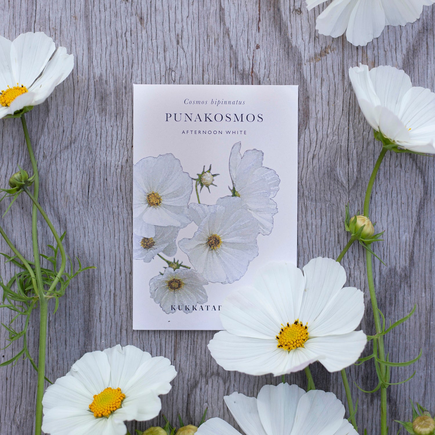 Blumensamen Schmuckkörbchen Afternoon White