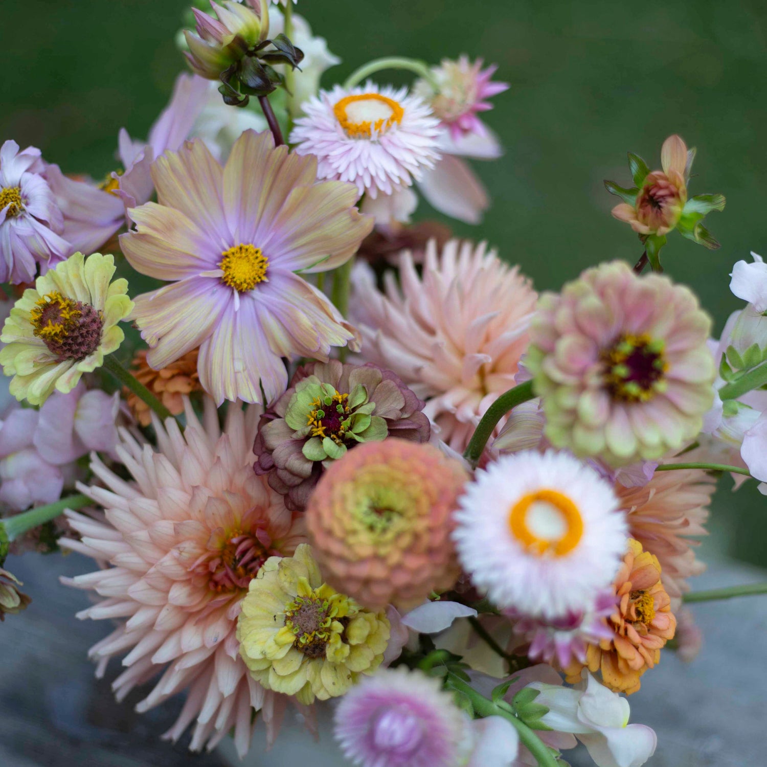 Blumensamen Schmuckkörbchen Apricotta