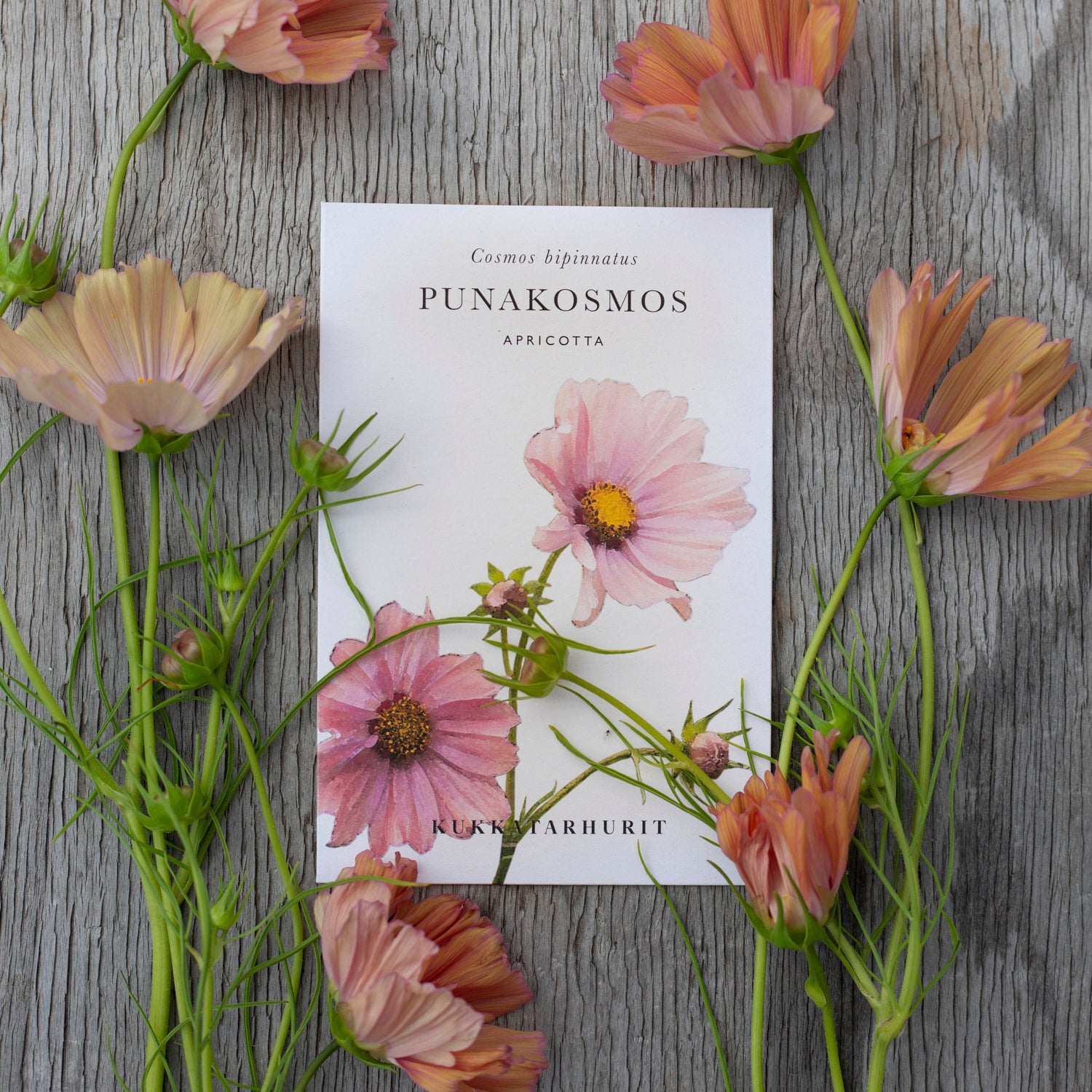 Blumensamen Schmuckkörbchen Apricotta