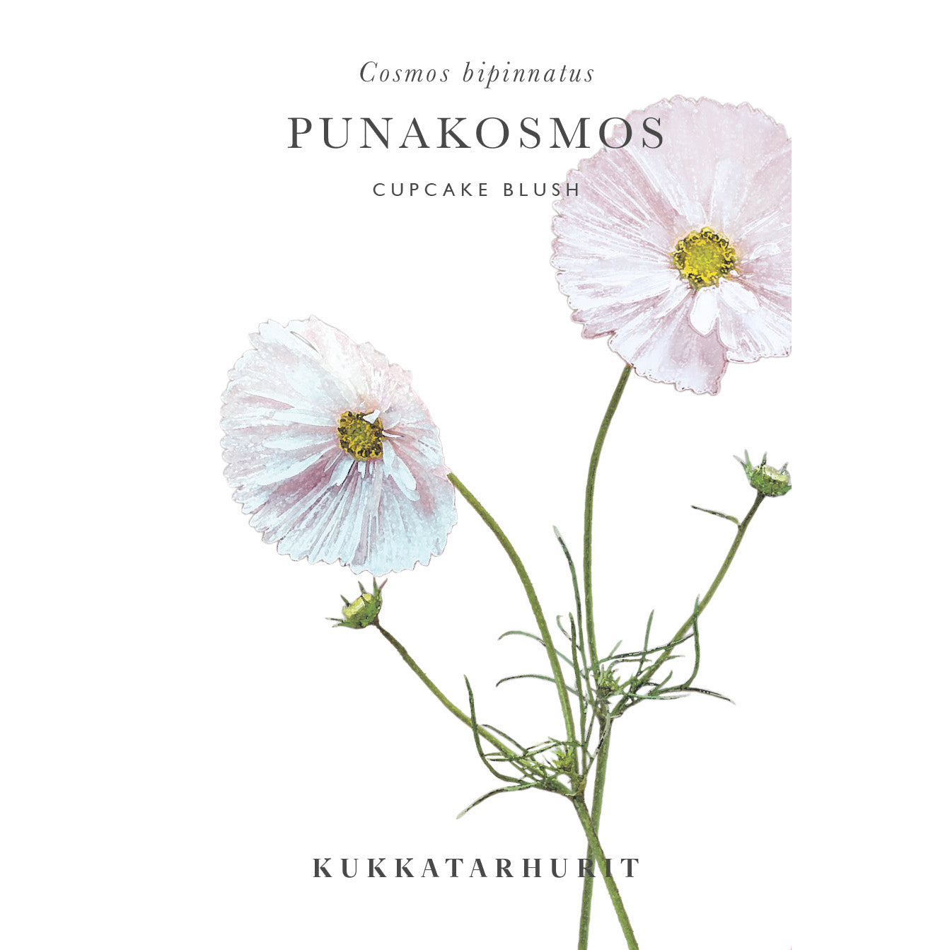Blumensamen Schmuckkörbchen Cupcake Blush