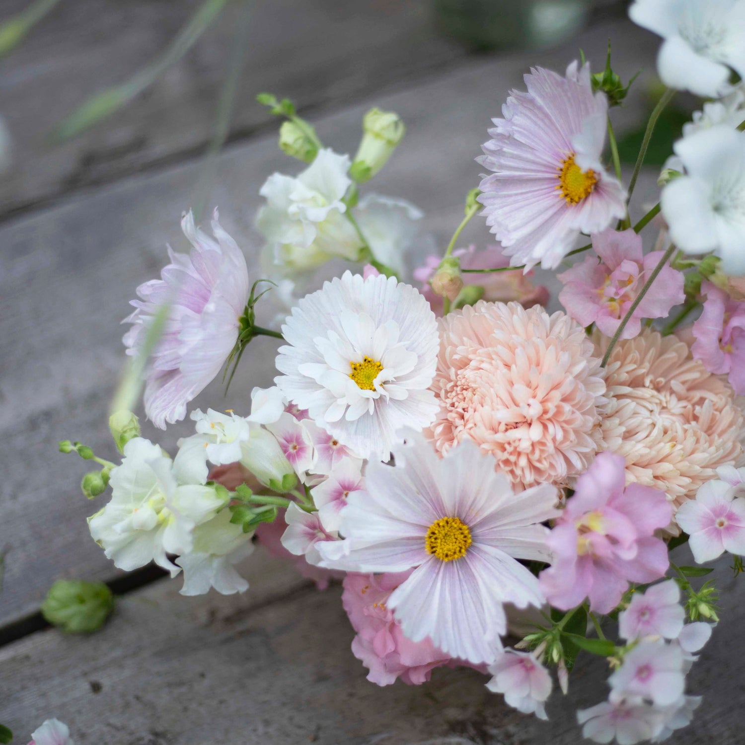 Blumensamen Schmuckkörbchen Cupcake Blush