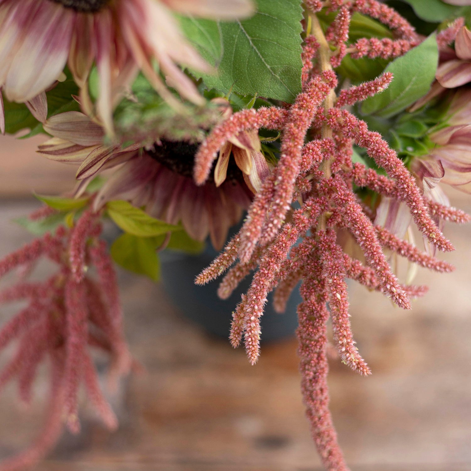 Blumensamen Amaranthus Coral Fountain