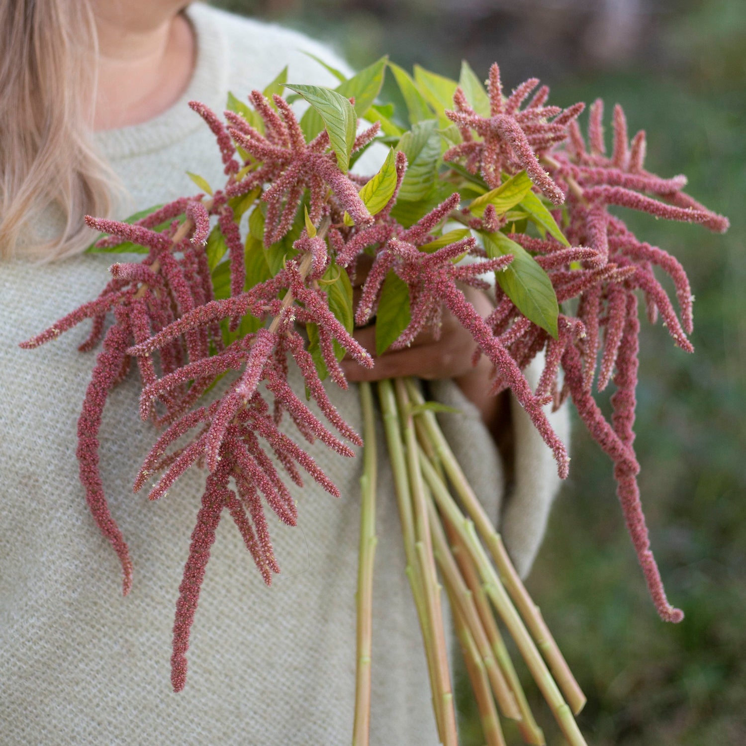Blumensamen Amaranthus Coral Fountain