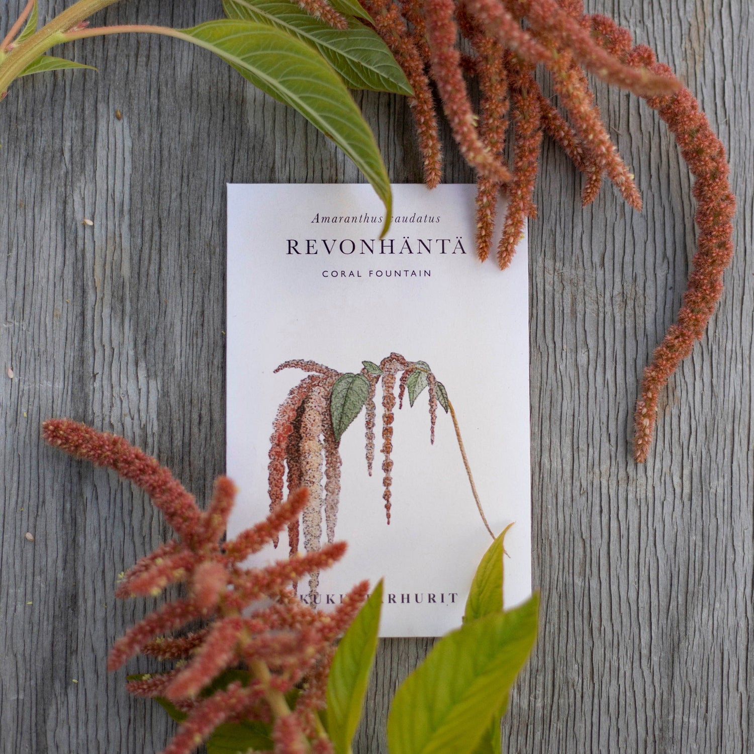 Blumensamen Amaranthus Coral Fountain