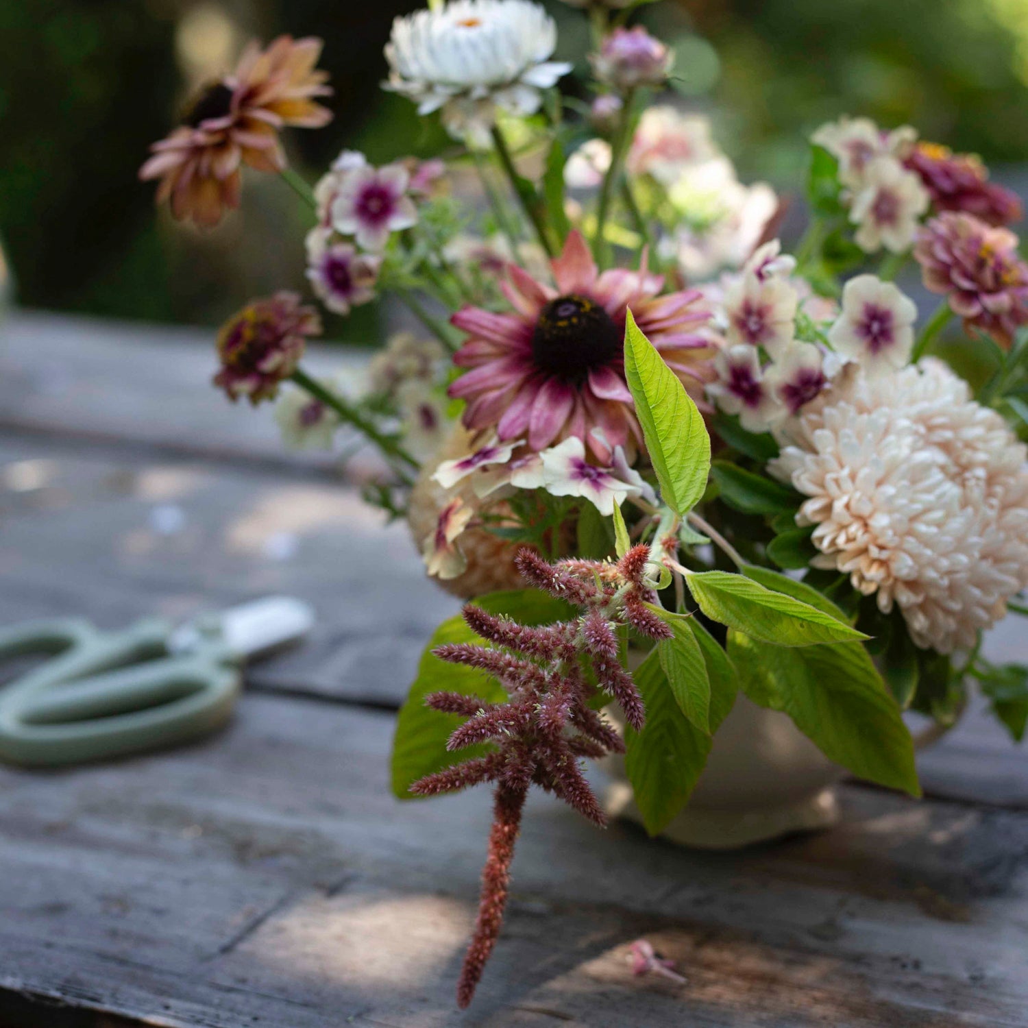 Blumensamen Amaranthus Coral Fountain