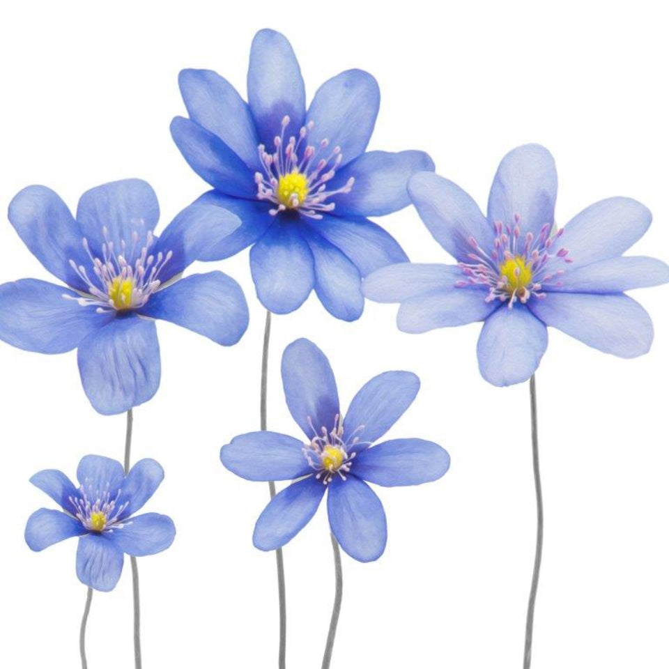 Servietten Blumen - blau