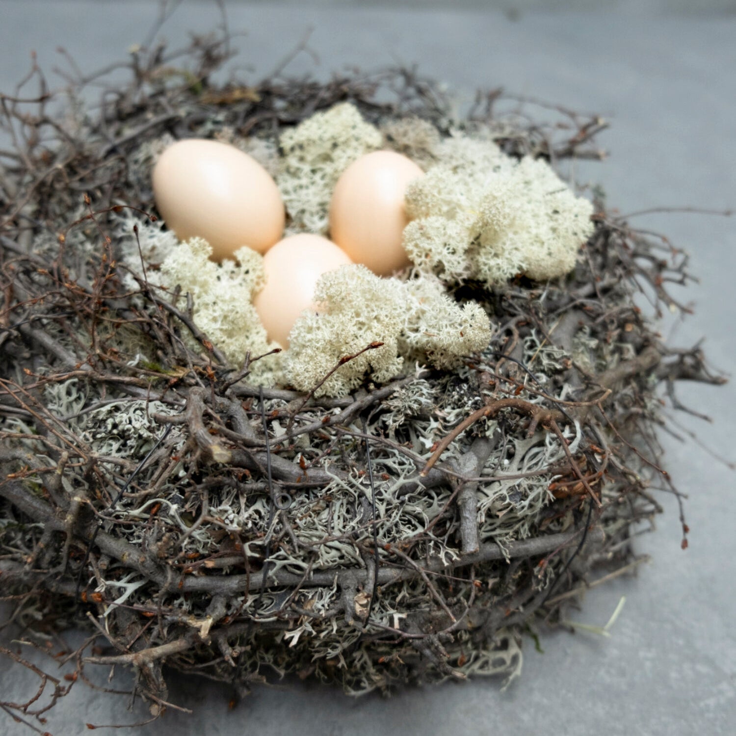 Moos Nest mit Bonsai - braun grau