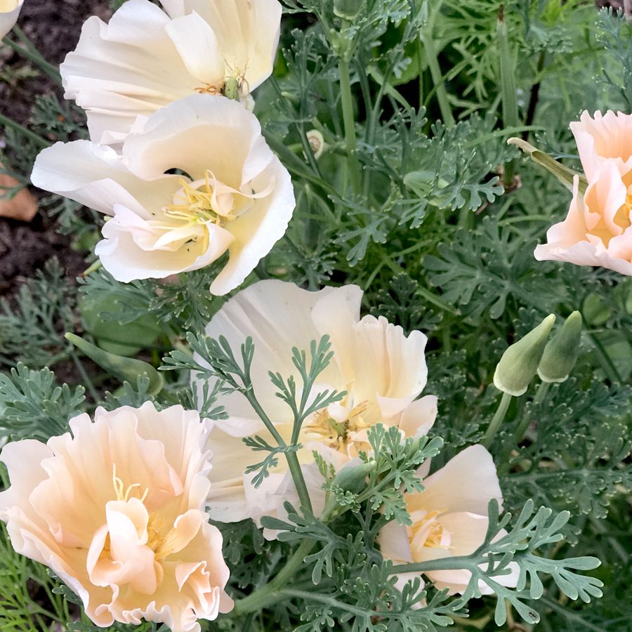 Blumensamen Goldmohn Thai Pink Silk Champagne