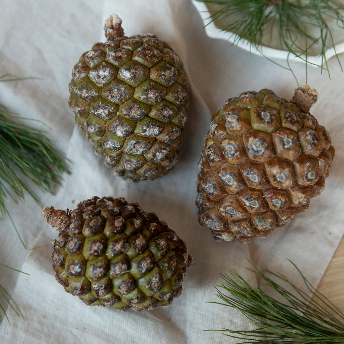 Frische Pinienzapfen 3er Set