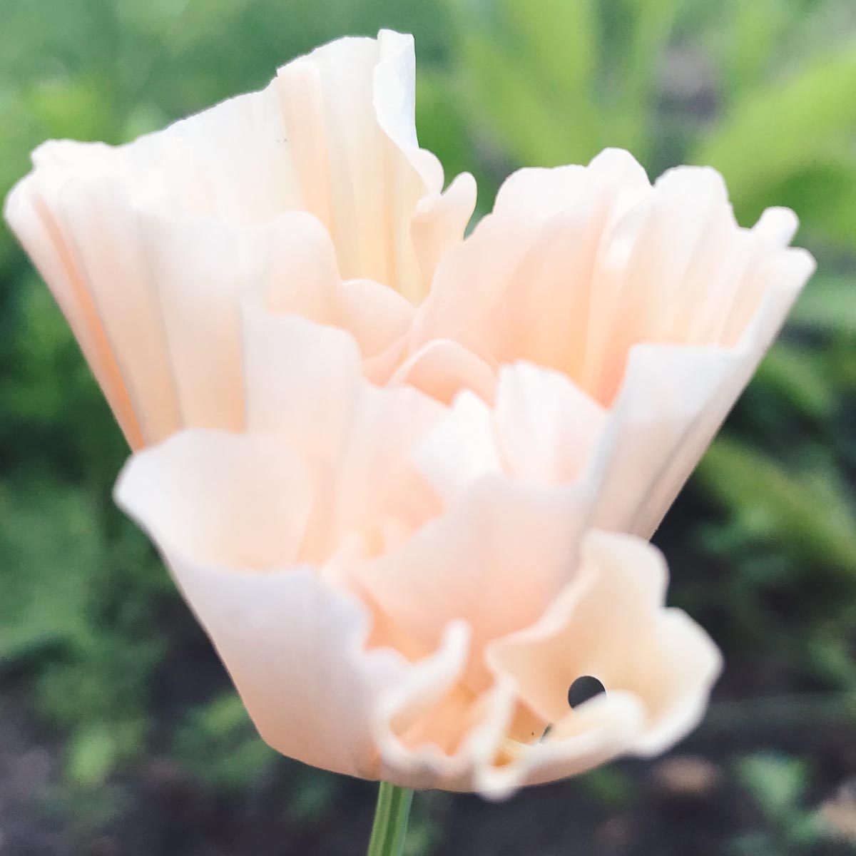 Blumensamen Goldmohn Thai Pink Silk Champagne
